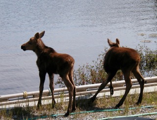 twin moose Homer Alaska